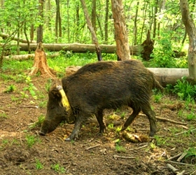 Beispielbild Schwein mit GPS-Sender ...